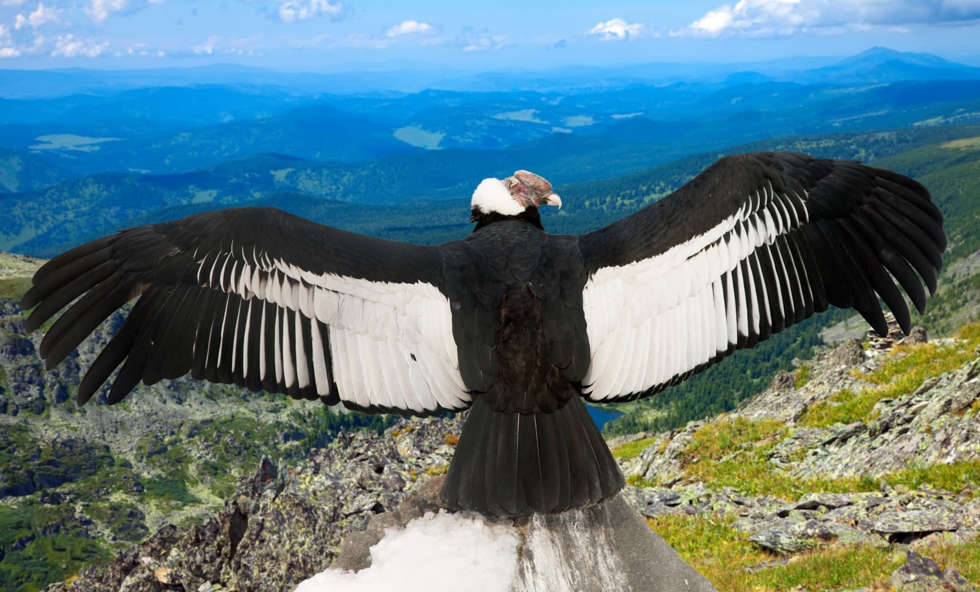 Witnessing the flight of the Andean condor in the Arequipa region