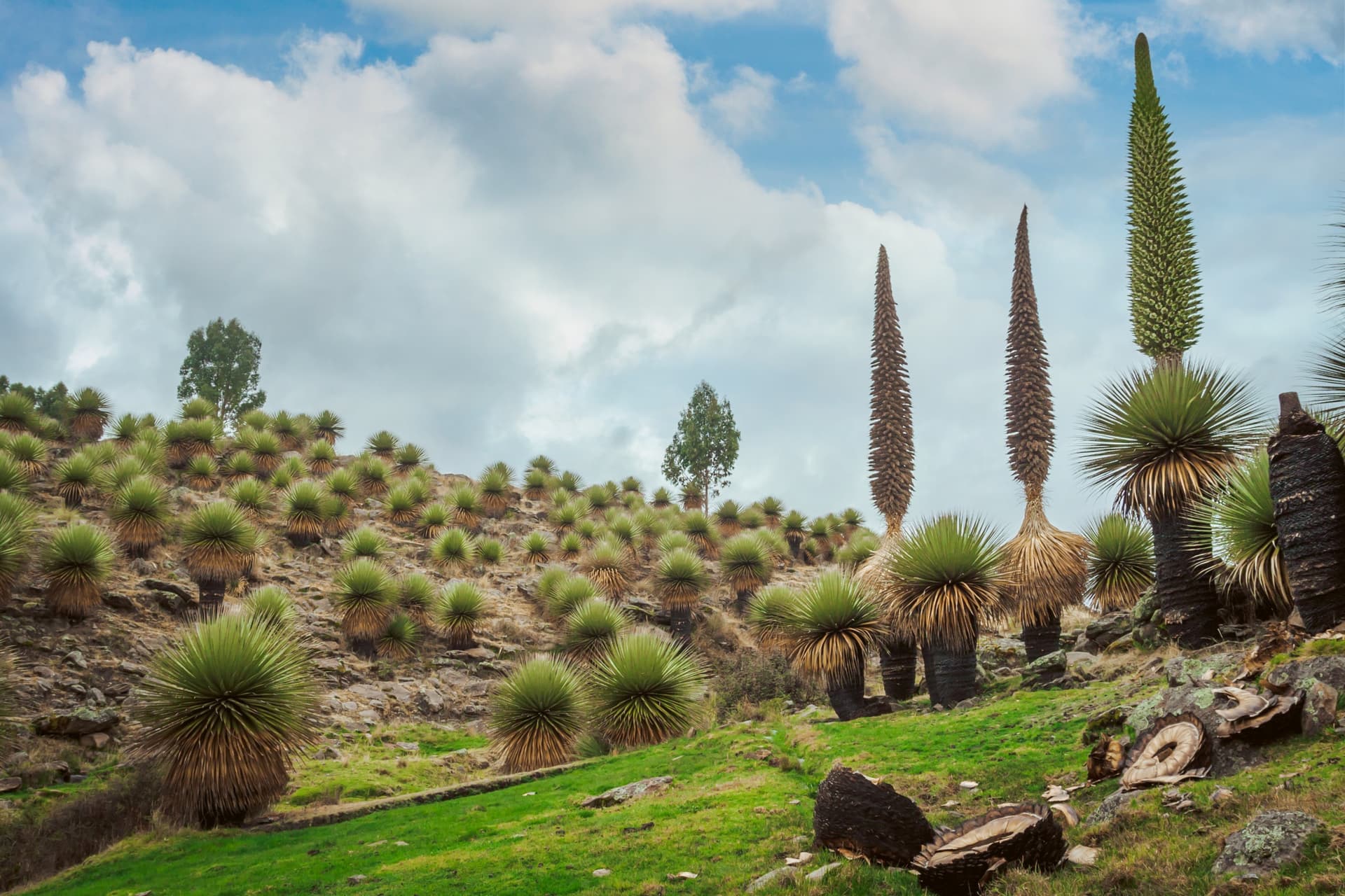 puya raimondi 3