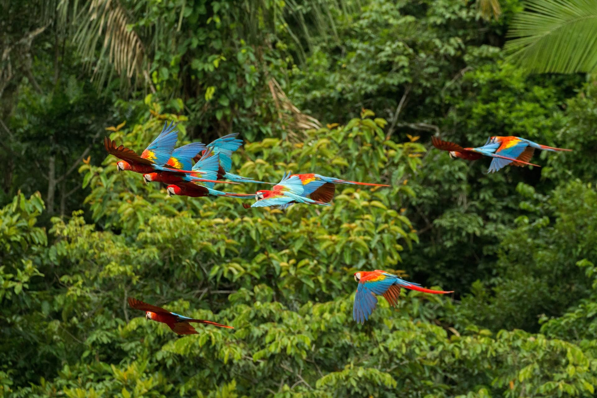 Tambopata National Reserve