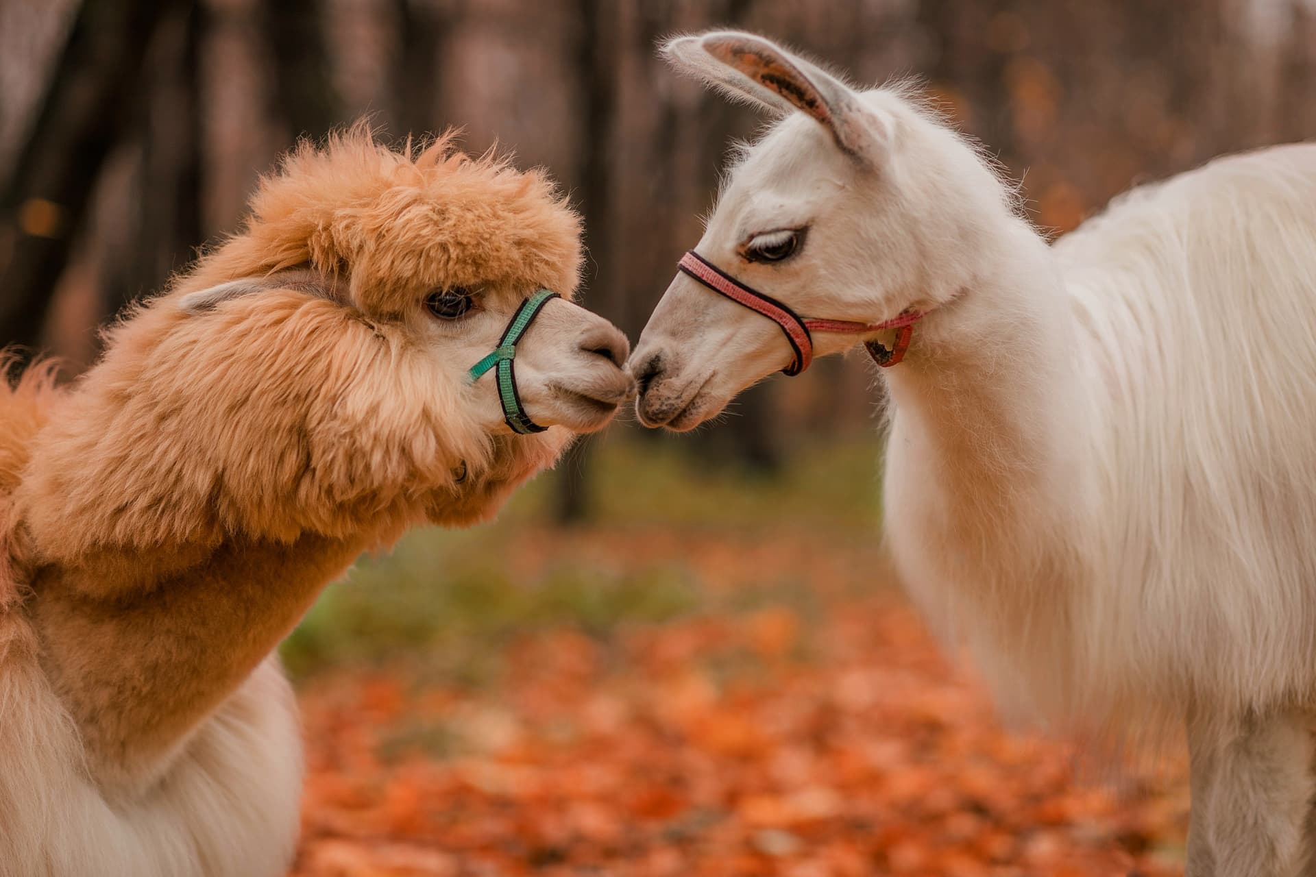 Llamas and Alpacas: How to Tell Them Apart?