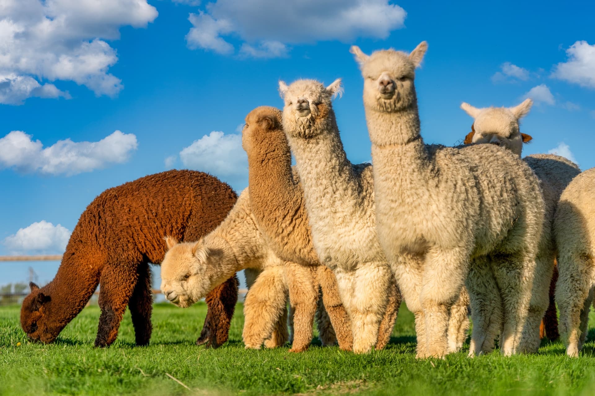 Typical animals of Peru you might encounter while traveling